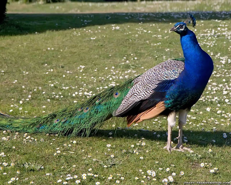 36+ Famous Ideas Beautiful Images Of Peacock