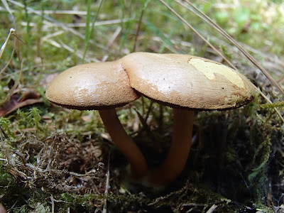 maślaczek pieprzowy Chalciporus piperatus