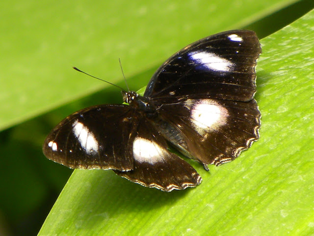 Butterfly Garden Artis