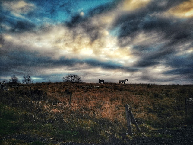 Connemara landscape, moody sky and Connemara ponies 