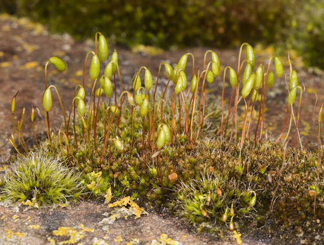 Bryum capillare, Capillary Thead-moss. On a wall on Station Hill, Hayes, 2 March 2016.