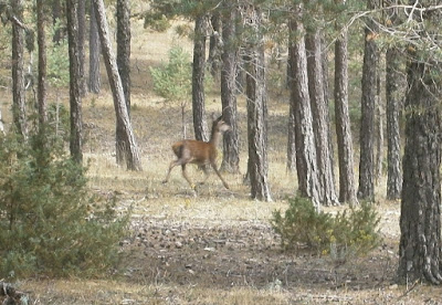 Ciervos en la Serranía de Cuenca