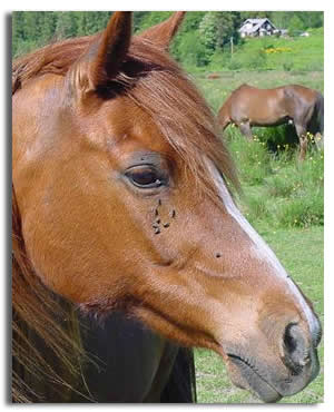 Encyclopedia: Horse face