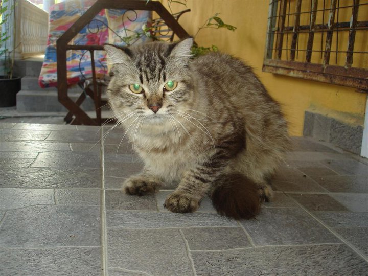 It's My Life: Khas untuk Peminat Kucing & Arnab