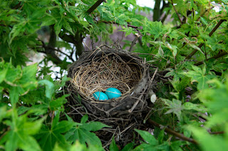 bird nest