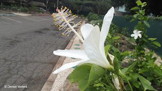 Magnificent white hibiscus - Queen Kapiolani Garden, Waikiki, Oahu, HI