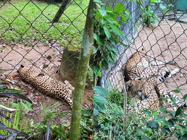 Pengalaman Seharian Jalan-Jalan di Zoo Negara Secara PERCUMA!