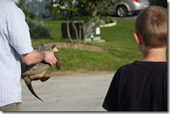 turtle