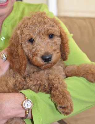 goldendoodle puppies california. Goldendoodle Breeder]