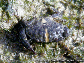 Rock Crab (Leptodius sp.)