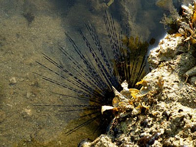 Black Long-spined Sea Urchin (Diadema setosum)