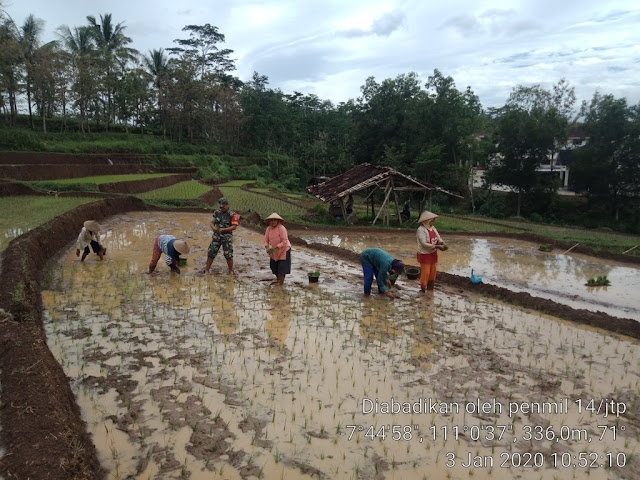 KodimKaranganyar - Babinsa Desa Jatimulyo Bantu Petani Tanam Padi Di Wilayah Desa Binaannya