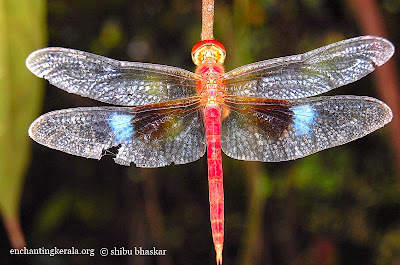 coral tailed cloud wing dragonfly