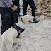 Tiga Anjing Pelacak dan Alat Berat Dikerahkan dalam Pencarian Korban Longsor Gunung Kuda Cirebon