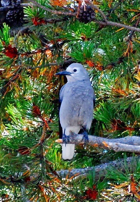 1. Clark's Nutcracker-kab