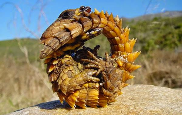 Animals You May Not Have Known Existed - Thorny Dragon