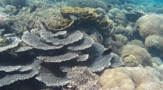 Pulau Siaba Besar. Parque Nacional de Komodo, Indonesia.