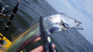 東京湾 太刀魚 ジギング