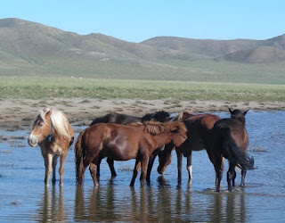 Evolutionists constantly dispute the definition of species. Biblical creationists are developing a superior concept of created kinds, like that where these Mongolian horses belong, found in Genesis.