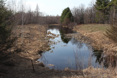 how many growing degree days until we see marsh marigolds here?