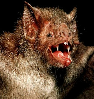 Bats ,Vampire Bats ,Flying Foxes and Bumblebee Bat Facts