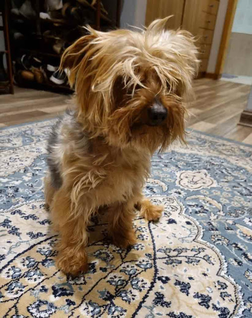 4 year old male Yorkie sitting on a carpet