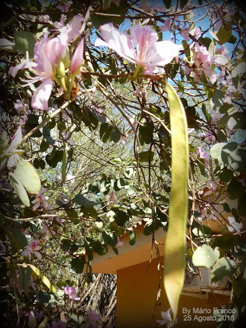 Fruto PATA-DE-VACA  - ( Bauhinia variegata )