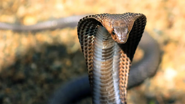 King Cobra