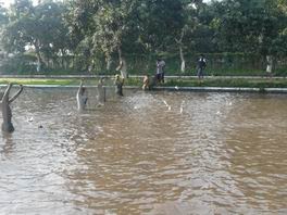 perikanan ikan bandeng air tawar