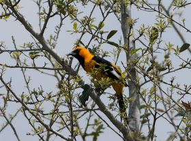 Spot-breasted Oriole - Markham Park, Florida