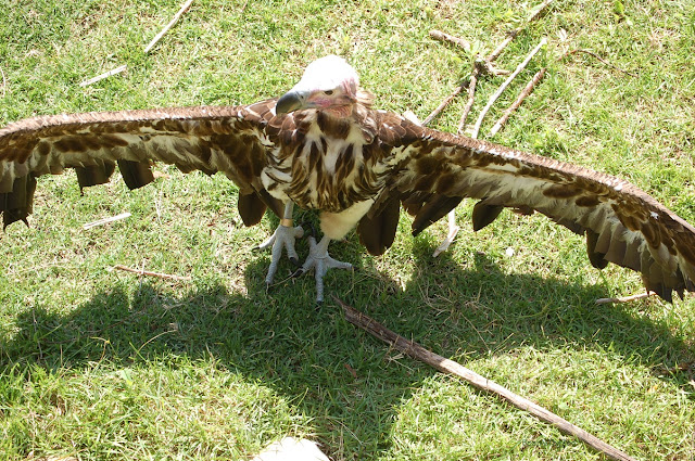 lappet-faced vulture