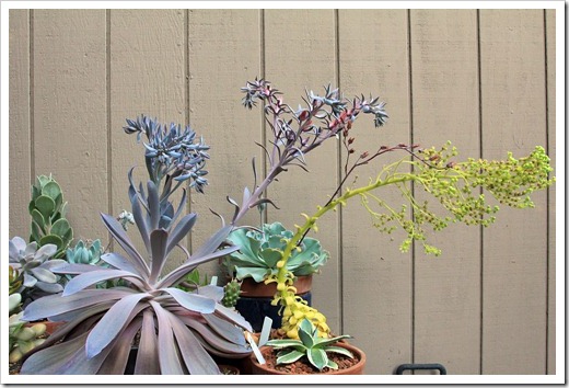 120813_Echeveria-Afterglow