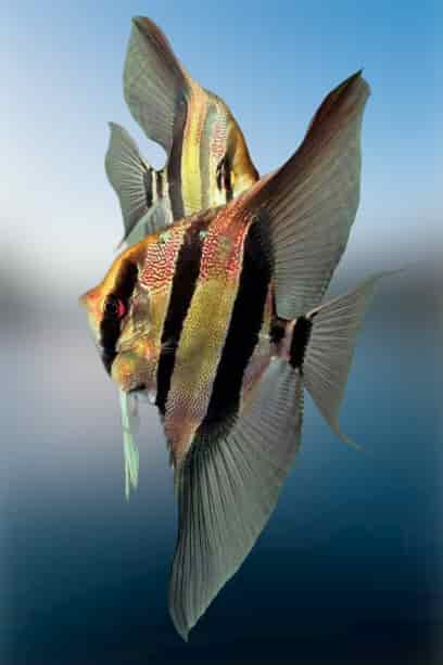 Breeding of angelfish