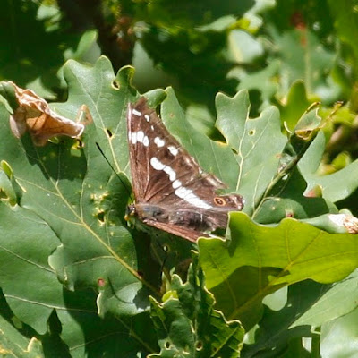 Purple Emperor