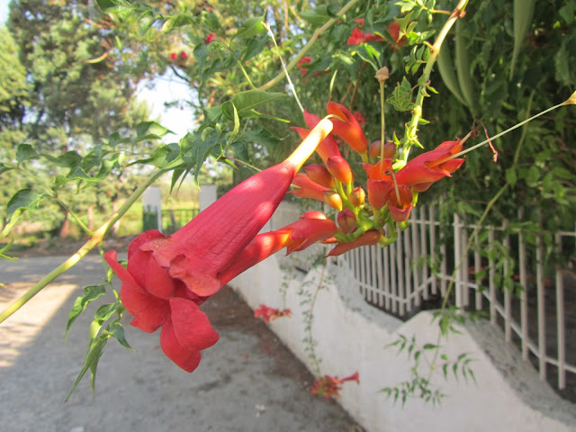 Fiori-campsis-radicans