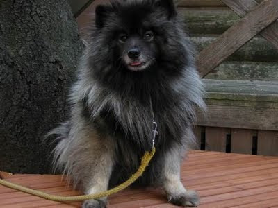 Keeshond Dog Breeds Gallery