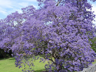 Purple flowering tree