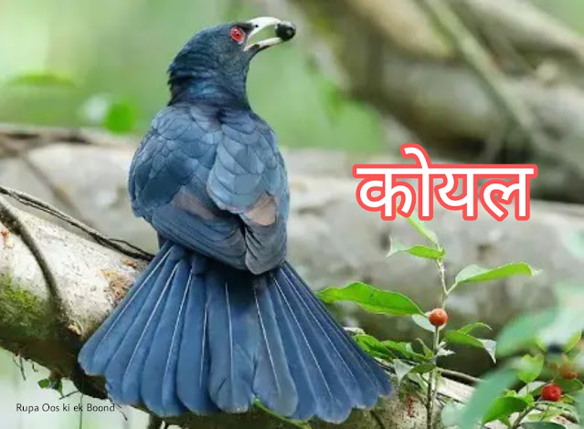 झारखंड का राजकीय/राज्य पक्षी || State Bird Of Jharkhand ||