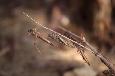 Locusts in Israel