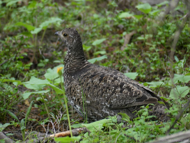 65: molted bird