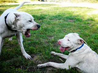 Cordoba Fighting Dog