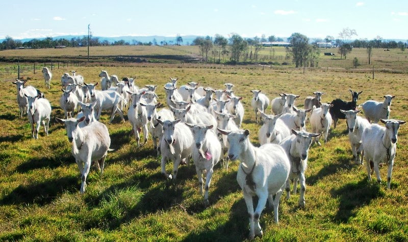 PB Ramunia Ternak kambing Boer Dan membekal kambing dari 