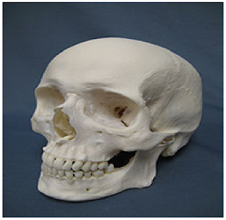 skull-shape