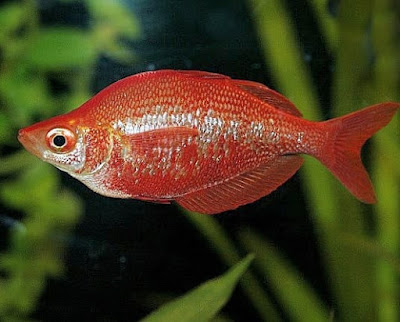 Ikan Pelangi Merah Spesies Ikan Surga Dari Papua 