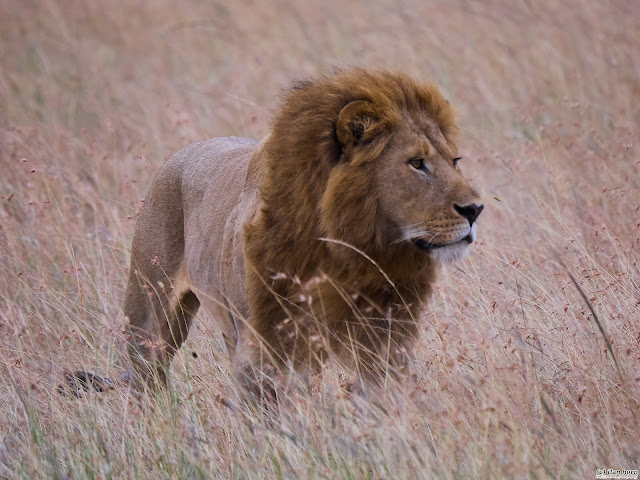 King of the Savannah