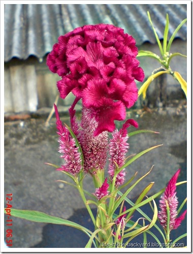  Tanaman  Obat Jengger Ayam Celosia cristata L 