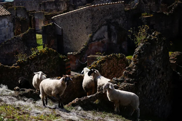 Πώς τα πρόβατα σώζουν τον αρχαιολογικό χώρο της Πομπηίας