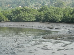mangue 3
