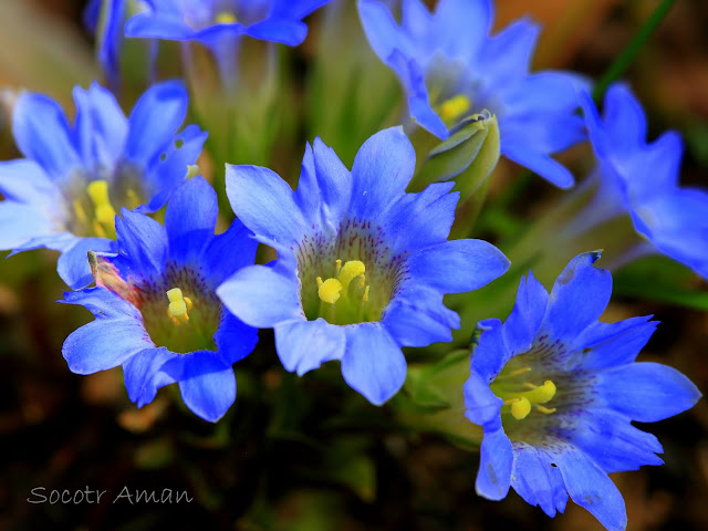 Gentiana zollingeri