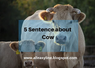5 sentence about cow